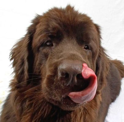 Toby Licking His Chops
Toby is a Newfoundland.
Keywords: Toby Newfoundland tongue lick