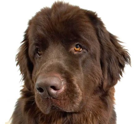 Toby Giving Us The Stare
Palabras clave: Toby Newfoundland stare eye dog