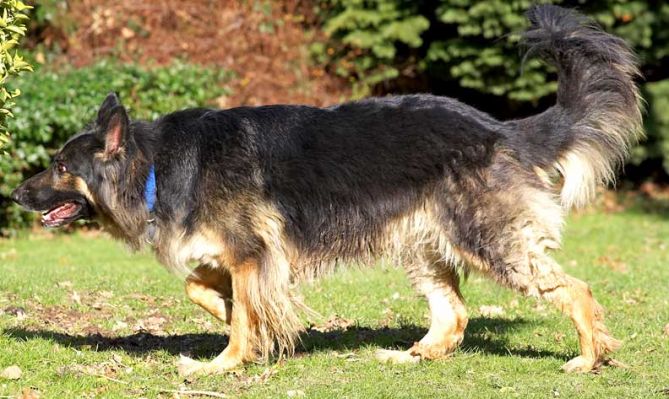 Trunks in the Garden
Although it was cold, it was sunny.  Playing with Trunks in the garden.
Mots-clés: Trunks German Shepherd garden