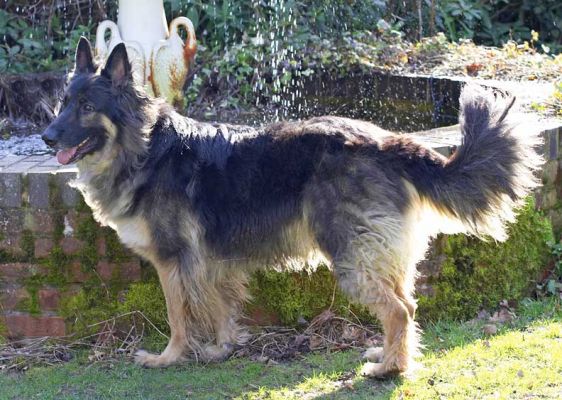 Trunks by the Fountain
Ключові слова: Trunks German Shepherd garden fountain Whitecroft