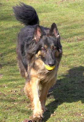 Trunks Bring Back the Tennis Ball
Palabras clave: Trunks German Shepherd tennis ball dog fetch