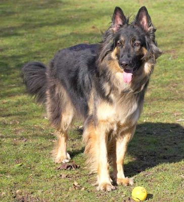 Trunks
Keywords: Trunks German Shepherd tennis ball