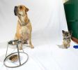 brutus-and-peepee1.jpg