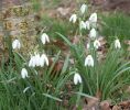 snowdrops.jpg