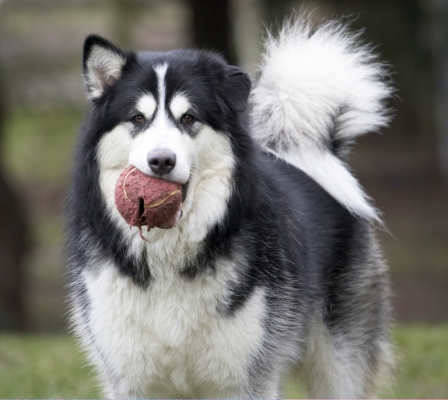 Wanna play ball?
Keywords: Ball Baxter Dog Dogs Malamute Play Playing Playtime