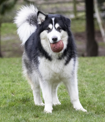 OK, then ........
Palabras clave: Ball Baxter Dog Dogs Malamute Play Playing Playtime