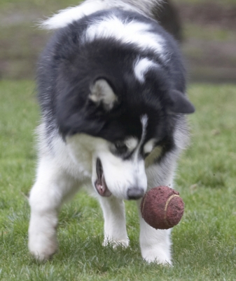 ....... I'll play by myself
Keywords: Ball Baxter Dog Dogs Malamute Play Playing Playtime
