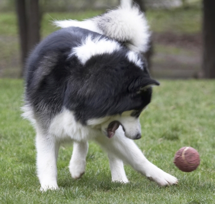 I got my eye on the ball
Trefwoorden: Ball Baxter Dog Dogs Malamute Play Playing Playtime