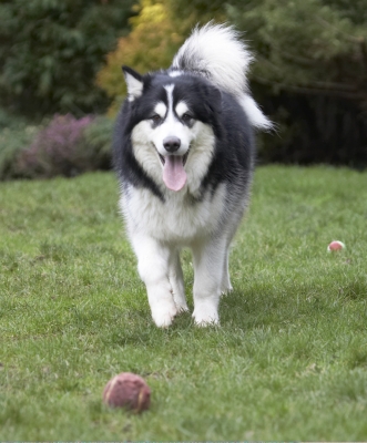Here I come for .........
Keywords: Ball Baxter Dog Dogs Malamute Play Playing Playtime Tongue