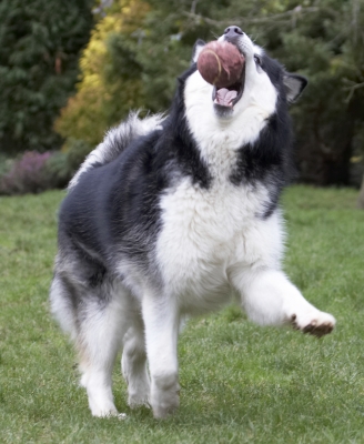..... for some more ball playing
Słowa kluczowe: Ball Baxter Dog Dogs Leap Leaping Malamute Play Playing Playtime
