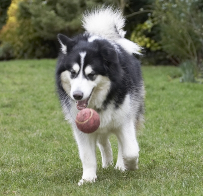 As cool as a cucumber
Keywords: Ball Baxter Dog Dogs Malamute Play Playing Playtime