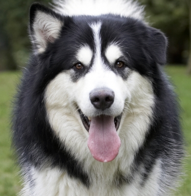 Aren't I a handsome dude
Ключові слова: Baxter Dog Dogs Head Malamute Play Playing Playtime Portrait Pose Posing Smile Smiling Tongue