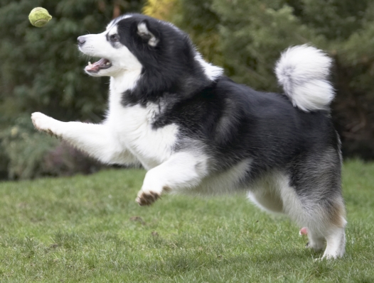 Hey ........
Schlüsselwörter: Ball Baxter Dog Dogs Jump Jumping Leap Leaping Malamute Play Playing Playtime