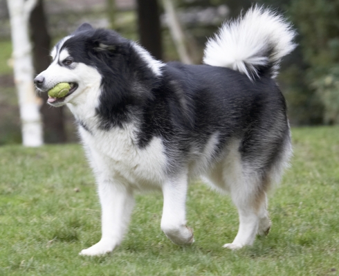 ......... wotta catch
Schlüsselwörter: Ball Baxter Dog Dogs Malamute Play Playing Playtime
