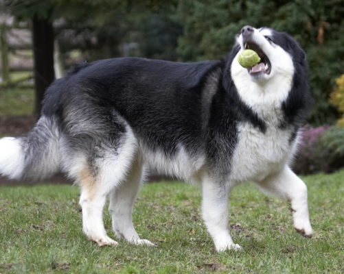 And ....... another great catch
Keywords: Ball Baxter Catch Catching Dog Dogs Malamute Play Playing Playtime