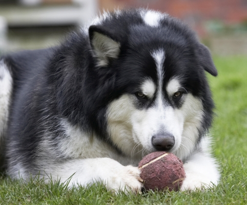 Yep, smells like me
Keywords: Ball Baxter Dog Dogs Malamute Play Playing Playtime