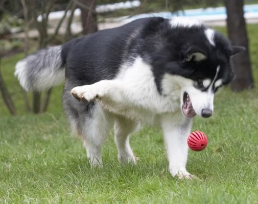 Hey, look I can do two things at once; dance and play ball
Schlüsselwörter: Ball Baxter Dog Dogs Malamute Play Playing Playtime