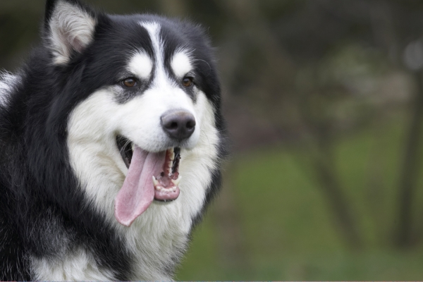 Jus' checking things out
Keywords: Baxter Dog Dogs Head Malamute Play Playing Playtime Portrait Pose Posing Tongue