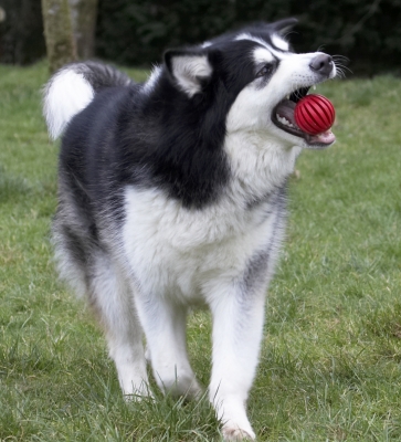 And, yes, another cool catch
Ключови думи: Ball Baxter Catch Catching Dog Dogs Malamute Play Playing Playtime