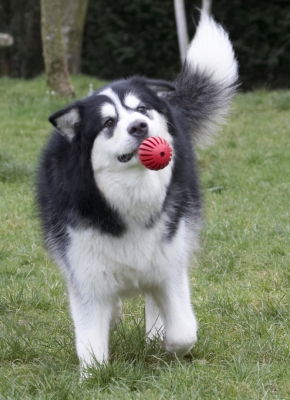 Perfect timing
Klíčová slova: Ball Baxter Dog Dogs Malamute Play Playing Playtime