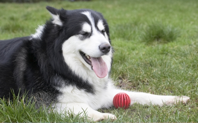 Boy, I'm pooped
Keywords: Ball Baxter Dog Dogs Lying Malamute Play Playing Playtime Rest Resting Tongue