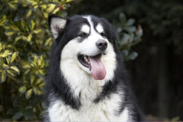 Jus' thinking
Keywords: Alert Baxter Dog Dogs Head Malamute Play Playing Playtime Portrait Pose Posing Tongue