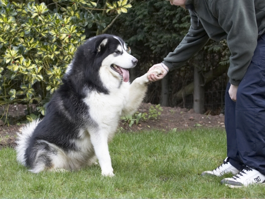 OK, do I get my reward now?
Ключові слова: Baxter Dog Dogs Jed Malamute Paw Play Playing Playtime Shake Tongue
