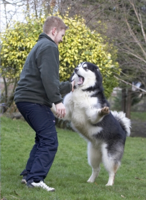 OK, let's play
Anahtar kelimeler: Baxter Dog Dogs Jed Malamute Play Playing Playtime Rope Stand Standing