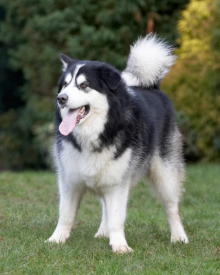 OK, I'm ready
Klíčová slova: Baxter Dog Dogs Malamute Play Playing Playtime Stand Standing Tongue