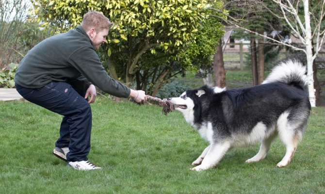 Go on, pulllllllllllll
Ključne besede: Baxter Dog Dogs Jed Malamute Play Playing Playtime Rope Tug-o-war