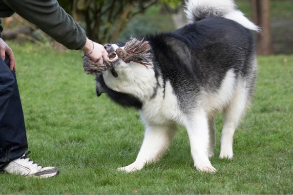........... tight!!
Ключевые слова: Baxter Dog Dogs Malamute Play Playing Playtime Rope Tug-o-war