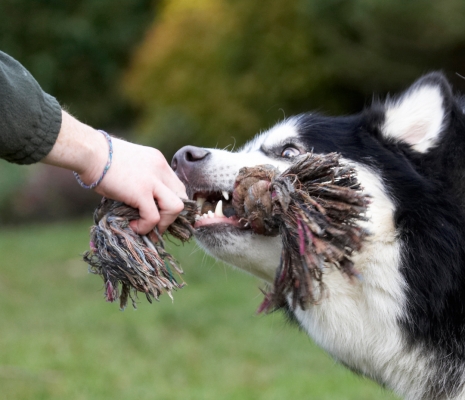 Let gooooooooooooo
Keywords: Baxter Dog Dogs Malamute Play Playing Playtime Rope Tug-o-war