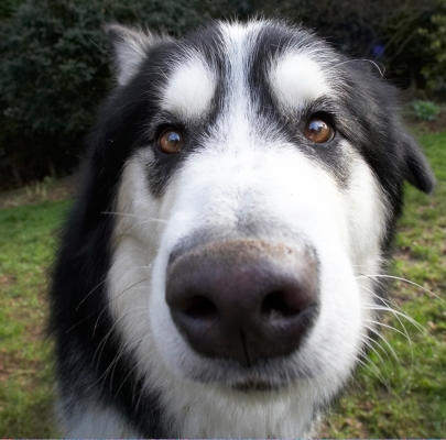 Wot you got there?
Schlüsselwörter: Baxter Dog Dogs Malamute Nose Play Playing Playtime