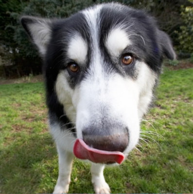 I just don't know what to make of it all
Schlüsselwörter: Baxter Dog Dogs Malamute Play Playing Playtime Tongue