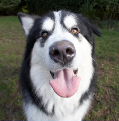 Is it something I can eat?
Keywords: Baxter Dog Dogs Malamute Nose Play Playing Playtime Smile Smiling Tongue