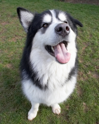 I'm waiting for action
Schlüsselwörter: Baxter Dog Dogs Malamute Nose Play Playing Playtime Sit Sitting Tongue