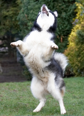 C'mon ball, come to me
Palabras clave: Baxter Dog Dogs Malamute Play Playing Playtime Stand Standing