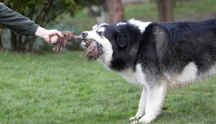 YOU let go!!
Keywords: Baxter Dog Dogs Malamute Play Playing Playtime Rope Tug-o-war