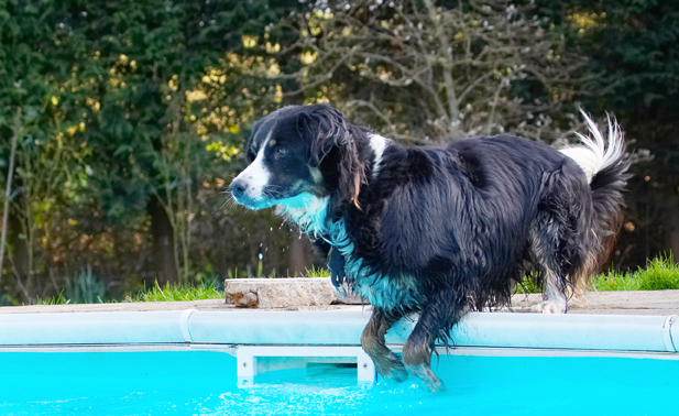 Hmmm, now how do I get the ball?!
Keywords: Animal Animals Canine Canines Collie Collies Dog Dogs Jake Land Mammal Land Mammals Play Playing Playtime Pool Swimming Terrestrial Mammal Terrestrial Mammals Water