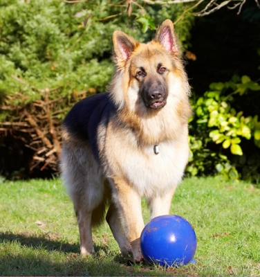 Are we gonna play, or wot??
Keywords: Alsatian Alsatians Animal Animals Ball Canine Canines Dog Dogs Gatsby German Shepherd Land Mammal Land Mammals Play Playing Playtime Terrestrial Mammal Terrestrial Mammals