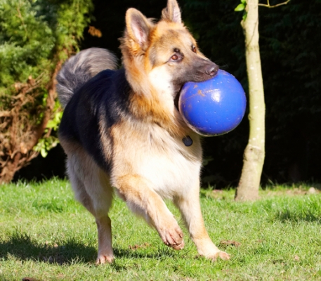Ooh, I've got the hang of this now
Keywords: Alsatian Alsatians Animal Animals Ball Canine Canines Dog Dogs Gatsby German Shepherd Land Mammal Land Mammals Play Playing Playtime Terrestrial Mammal Terrestrial Mammals