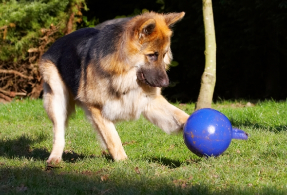 Ah, a game of footie
Keywords: Alsatian Alsatians Animal Animals Ball Canine Canines Dog Dogs Gatsby German Shepherd Land Mammal Land Mammals Play Playing Playtime Terrestrial Mammal Terrestrial Mammals