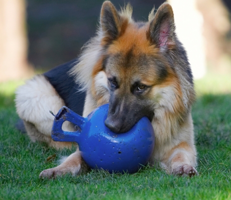 I'll just give this a good chew
Ключевые слова: Alsatian Alsatians Animal Animals Ball Canine Canines Dog Dogs Gatsby German Shepherd Land Mammal Land Mammals Play Playing Playtime Terrestrial Mammal Terrestrial Mammals
