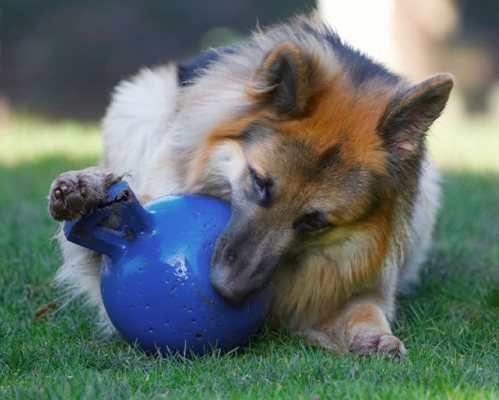Really getting down to it now
Schlüsselwörter: Alsatian Alsatians Animal Animals Ball Canine Canines Dog Dogs Gatsby German Shepherd Land Mammal Land Mammals Play Playing Playtime Terrestrial Mammal Terrestrial Mammals