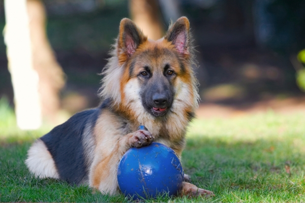 Possession is nine-tenths of the law.......
Anahtar kelimeler: Alsatian Alsatians Animal Animals Ball Canine Canines Dog Dogs Gatsby German Shepherd Land Mammal Land Mammals Play Playing Playtime Terrestrial Mammal Terrestrial Mammals
