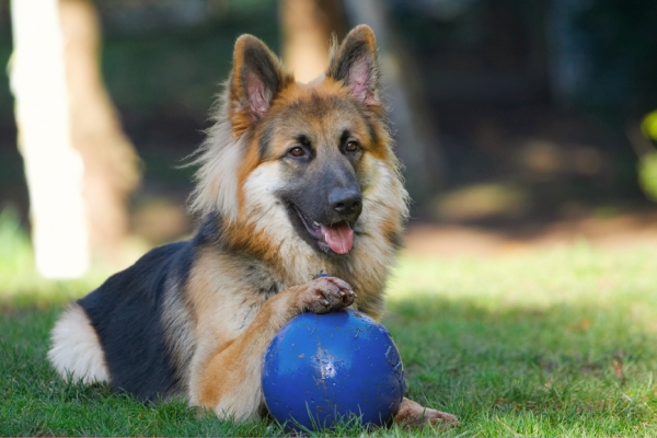 ....... so don't even think about trying to get this from me
Λέξεις-κλειδιά: Alsatian Alsatians Animal Animals Ball Canine Canines Dog Dogs Gatsby German Shepherd Land Mammal Land Mammals Play Playing Playtime Terrestrial Mammal Terrestrial Mammals Tongue