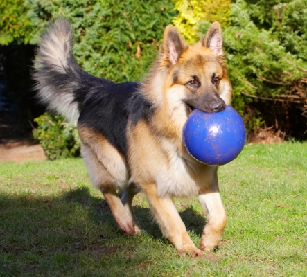 Time for more play
Schlüsselwörter: Alsatian Alsatians Animal Animals Ball Canine Canines Dog Dogs Gatsby German Shepherd Land Mammal Land Mammals Play Playing Playtime Run Running Terrestrial Mammal Terrestrial Mammals