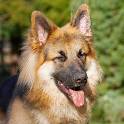 Euew, is that MY tongue??
Schlüsselwörter: Alsatian Alsatians Animal Animals Canine Canines Dog Dogs Gatsby German Shepherd Land Mammal Land Mammals Play Playing Playtime Terrestrial Mammal Terrestrial Mammals Tongue