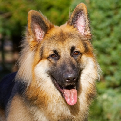 I'm pretty cute, aren't I!
Trefwoorden: Alsatian Alsatians Animal Animals Canine Canines Dog Dogs Gatsby German Shepherd Land Mammal Land Mammals Play Playing Playtime Terrestrial Mammal Terrestrial Mammals Tongue