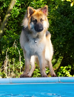 Shall I go in........
Ključne besede: Alsatian Alsatians Animal Animals Canine Canines Dog Dogs Gatsby German Shepherd Land Mammal Land Mammals Play Playing Playtime Pool Swimming Terrestrial Mammal Terrestrial Mammals